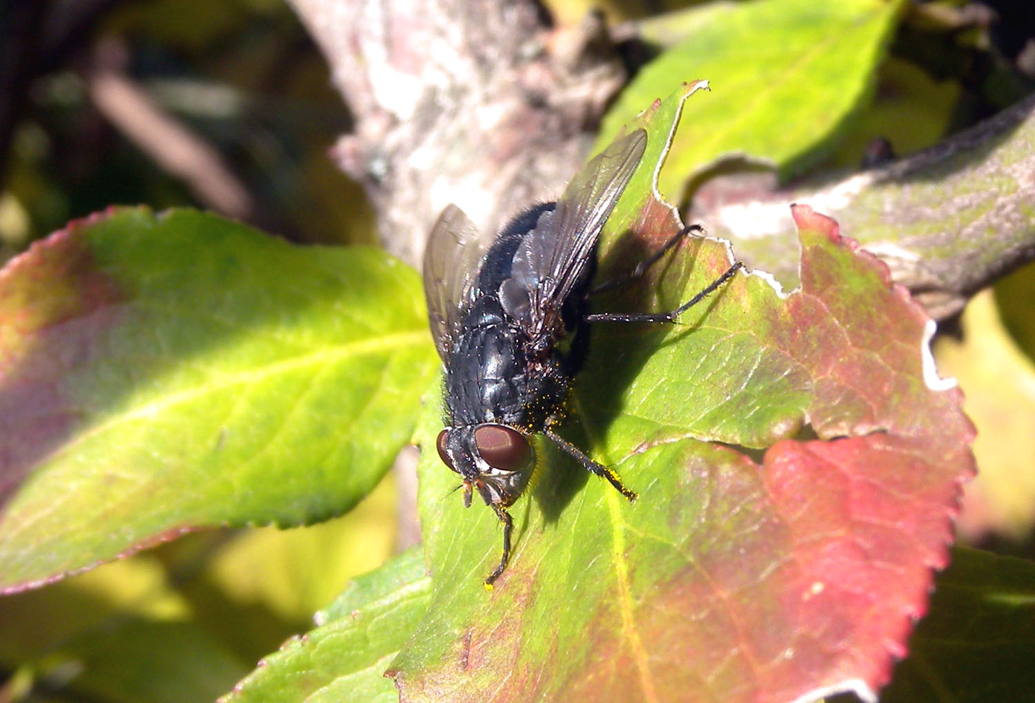 Calliphora vomitoria ♀ (Calliphoridae)